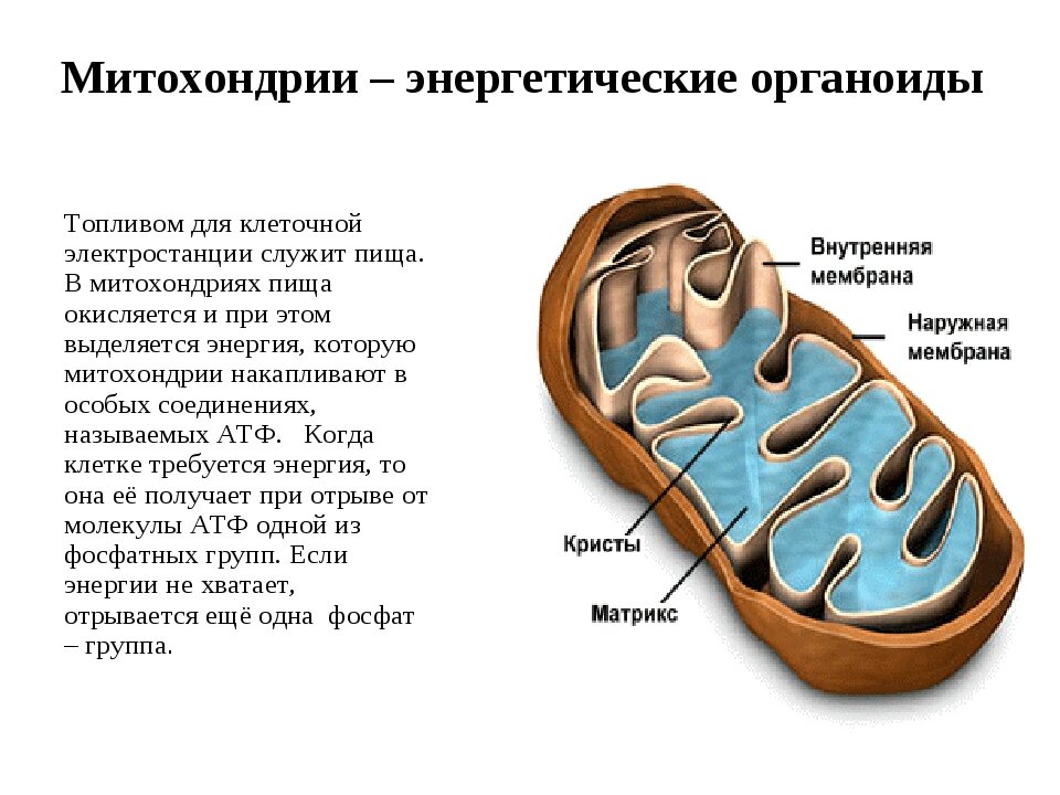 Органоиды митохондрии строение