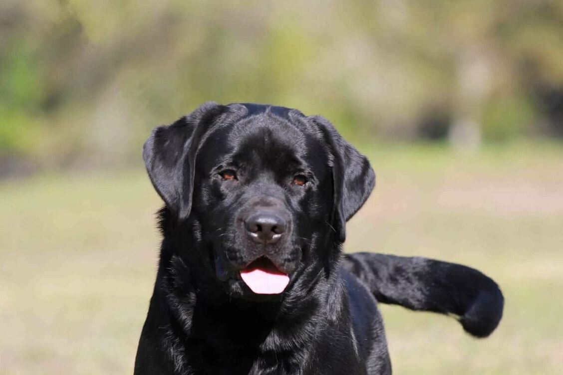 Лабрадор ретривер