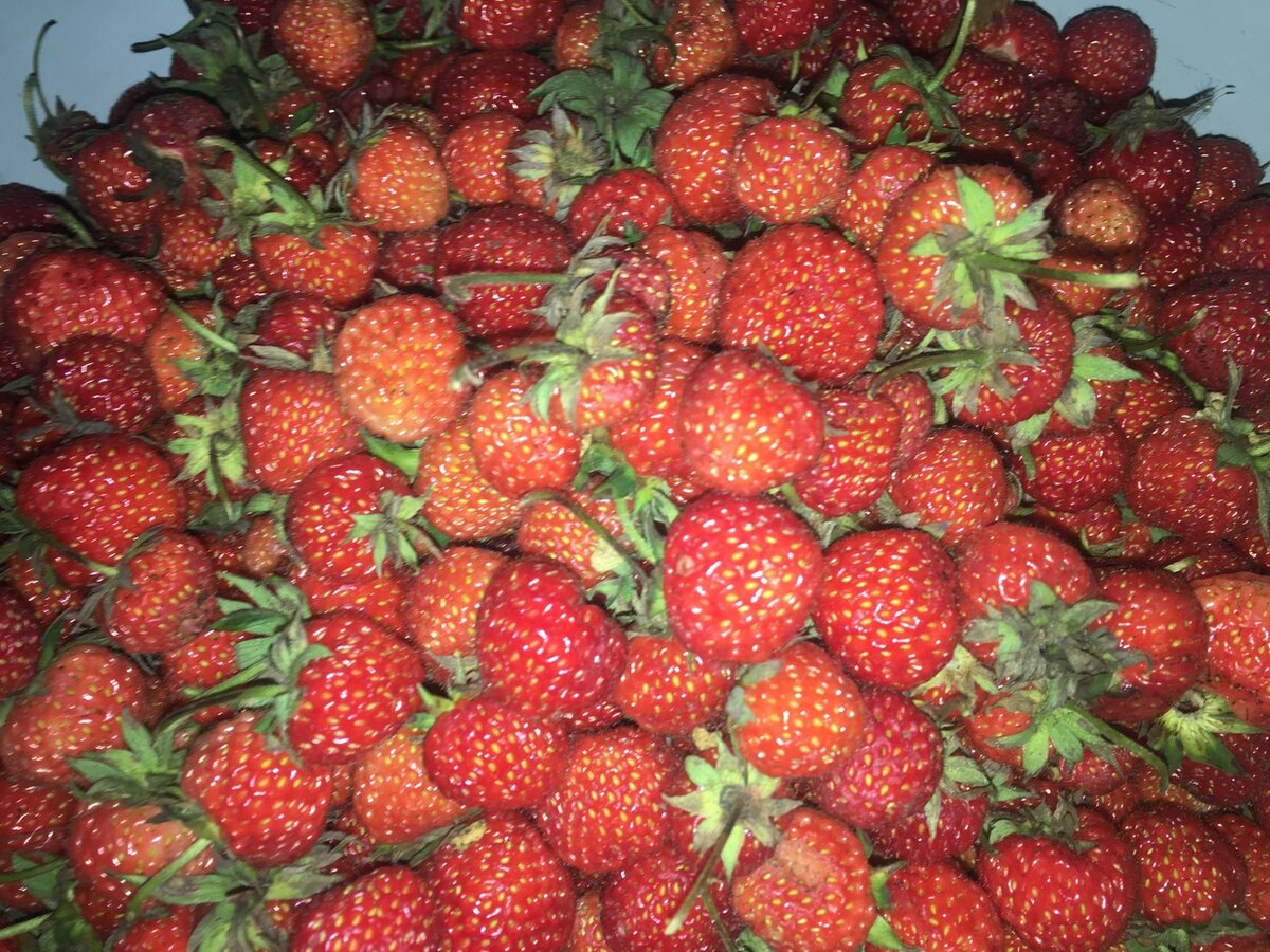 собрали  много ягод