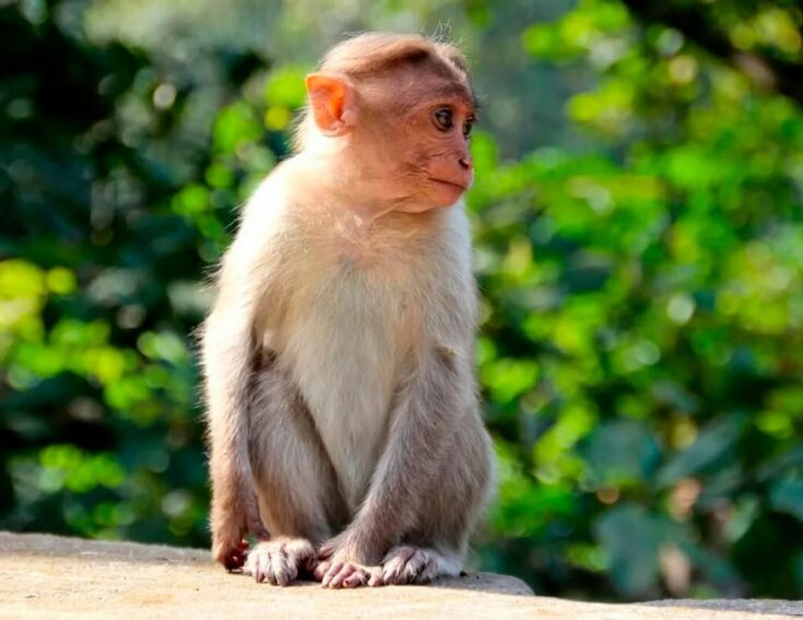 Обезьянка мартышка.