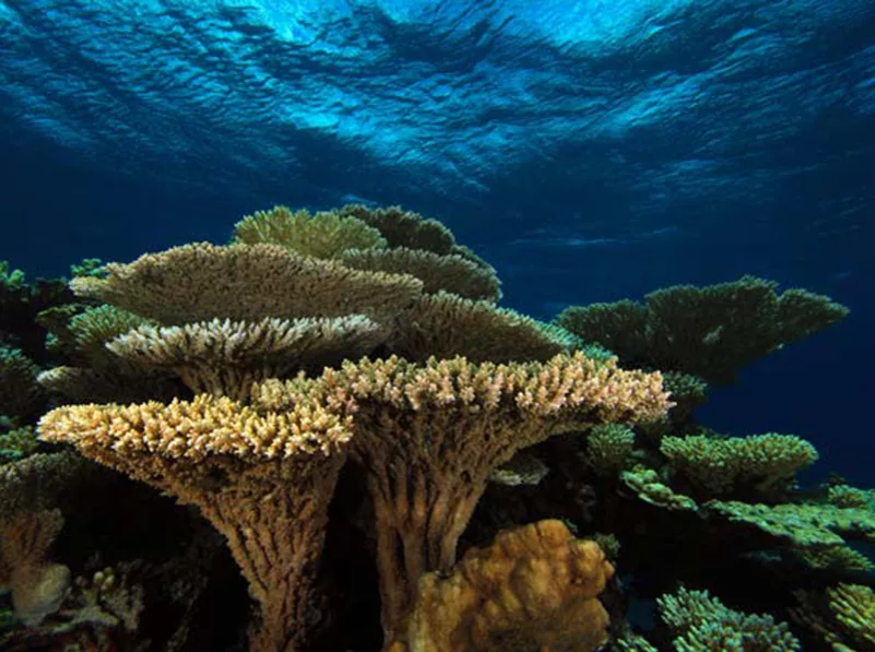 Коралловые рифы образуют. Коралловые полипы рифы. Коралловый Барьерный риф. Большой Барьерный риф коралловые полипы. Коралловые полипы Атоллы острова.