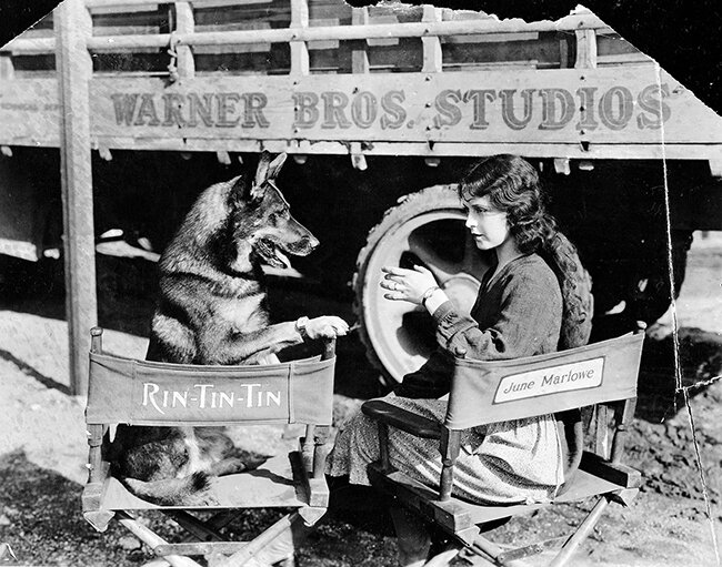 Рин Тин Тин. Источник фото warnerbros.com