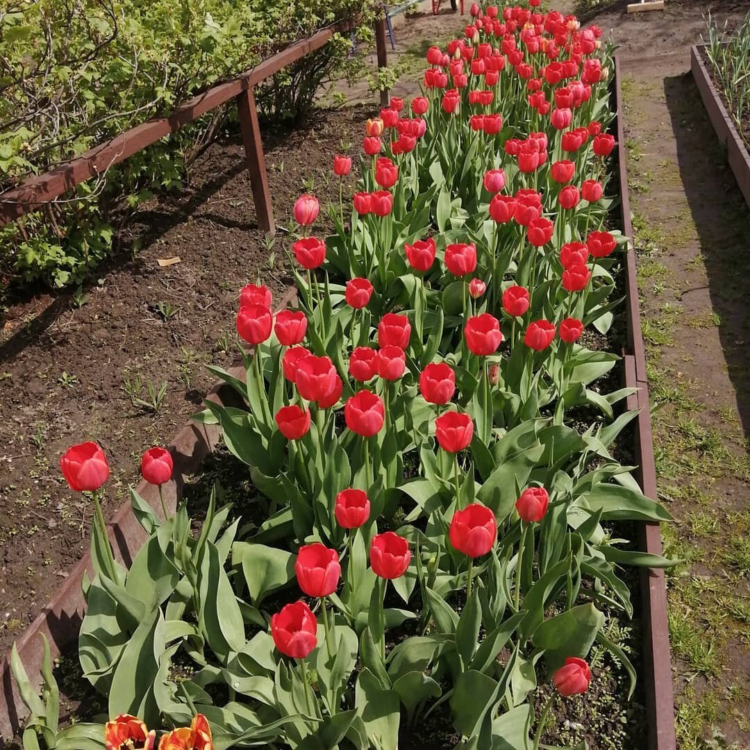 Тюльпаны срезанные. Луковица тюльпана. Тюльпаны в горшке на окне. Как спасти тюльпаны. Выгонка тюльпанов.