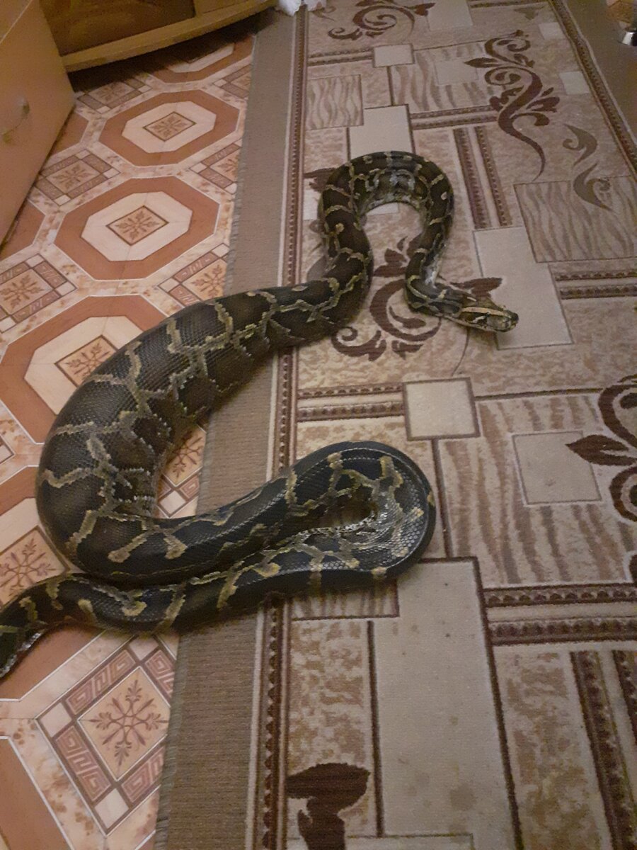 Теперь я сыт надолго