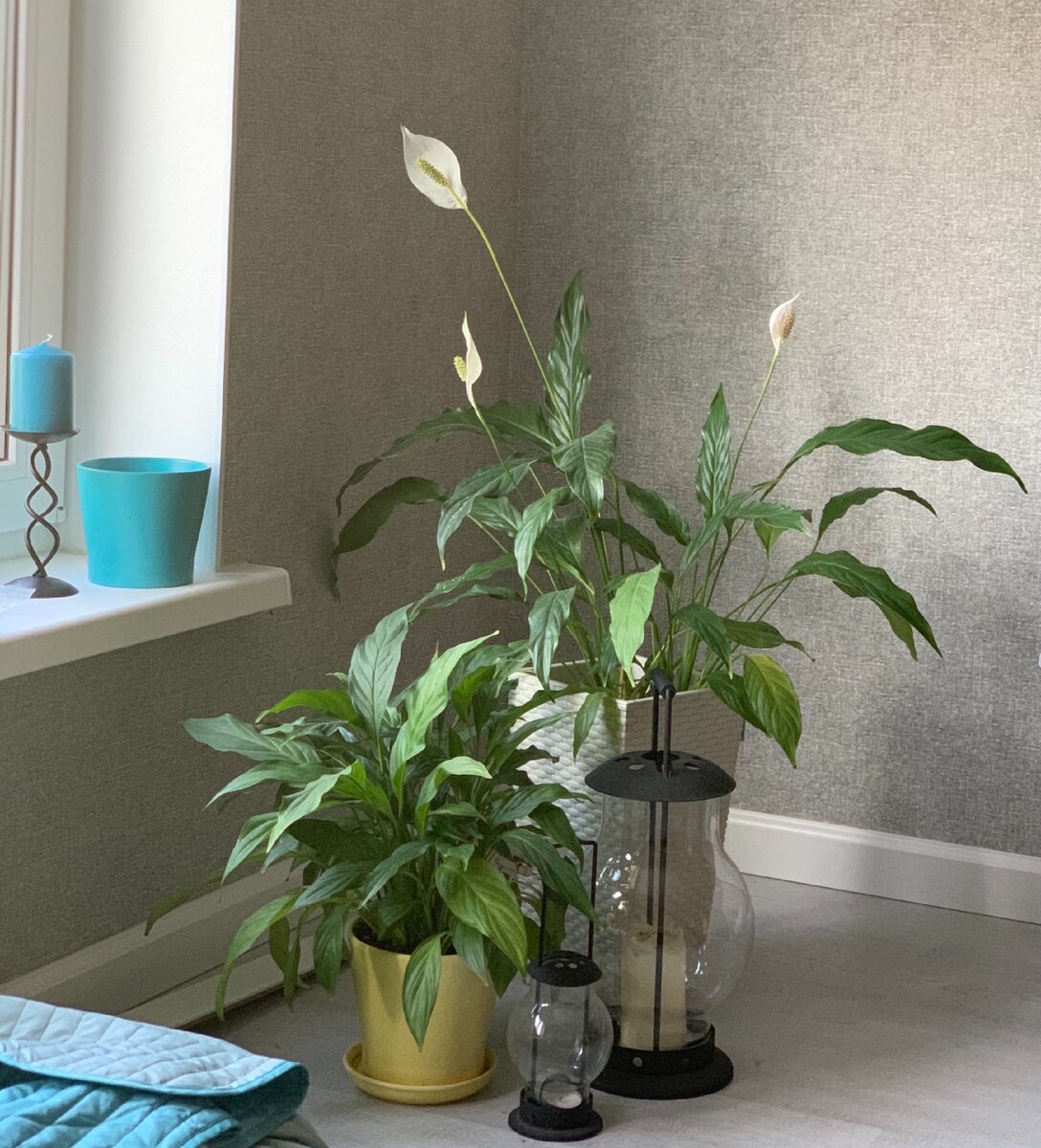 Ещё один, как оказалось, ядовитый красавчик у меня дома