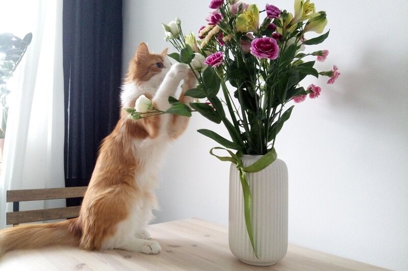 Кошки в 14 раз лучше, чем люди, воспринимают запахи.