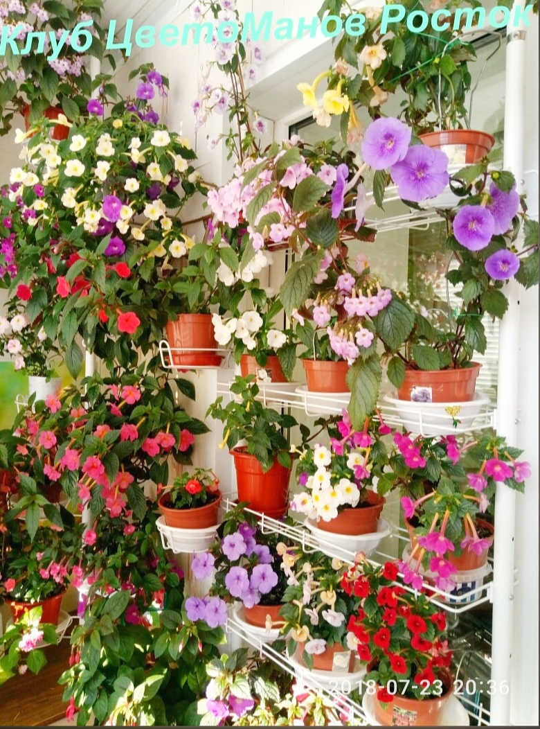 Кедр распорный оконный