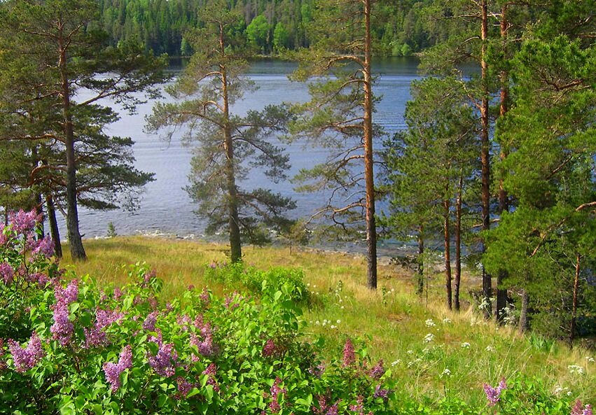 Весна в карелии фото