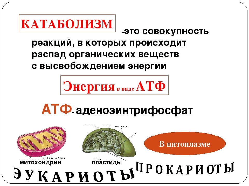Совокупность реакций синтеза органических веществ. Катаболизм. Катаболикатаболизм это. Процессы катаболизма. Реакции катаболизма примеры