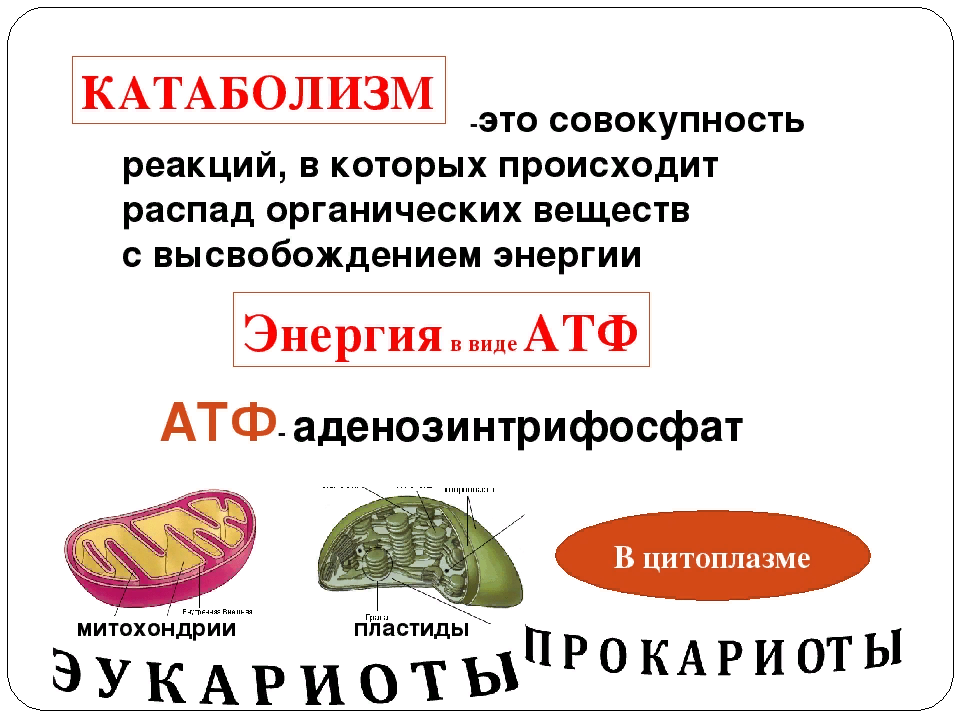 Совокупность реакций синтеза органических веществ. Катаболизм. Катаболикатаболизм это. Процессы катаболизма. Реакции катаболизма примеры.