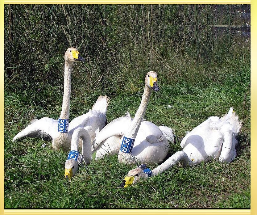 Окольцованные гуси-лебеди вернулись в родные края