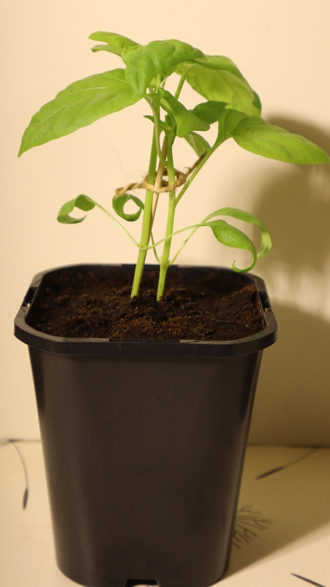 Выращиваю рассаду перца в просторных емкостях. И могу позволить себе оставить по два растения в одной емкости.