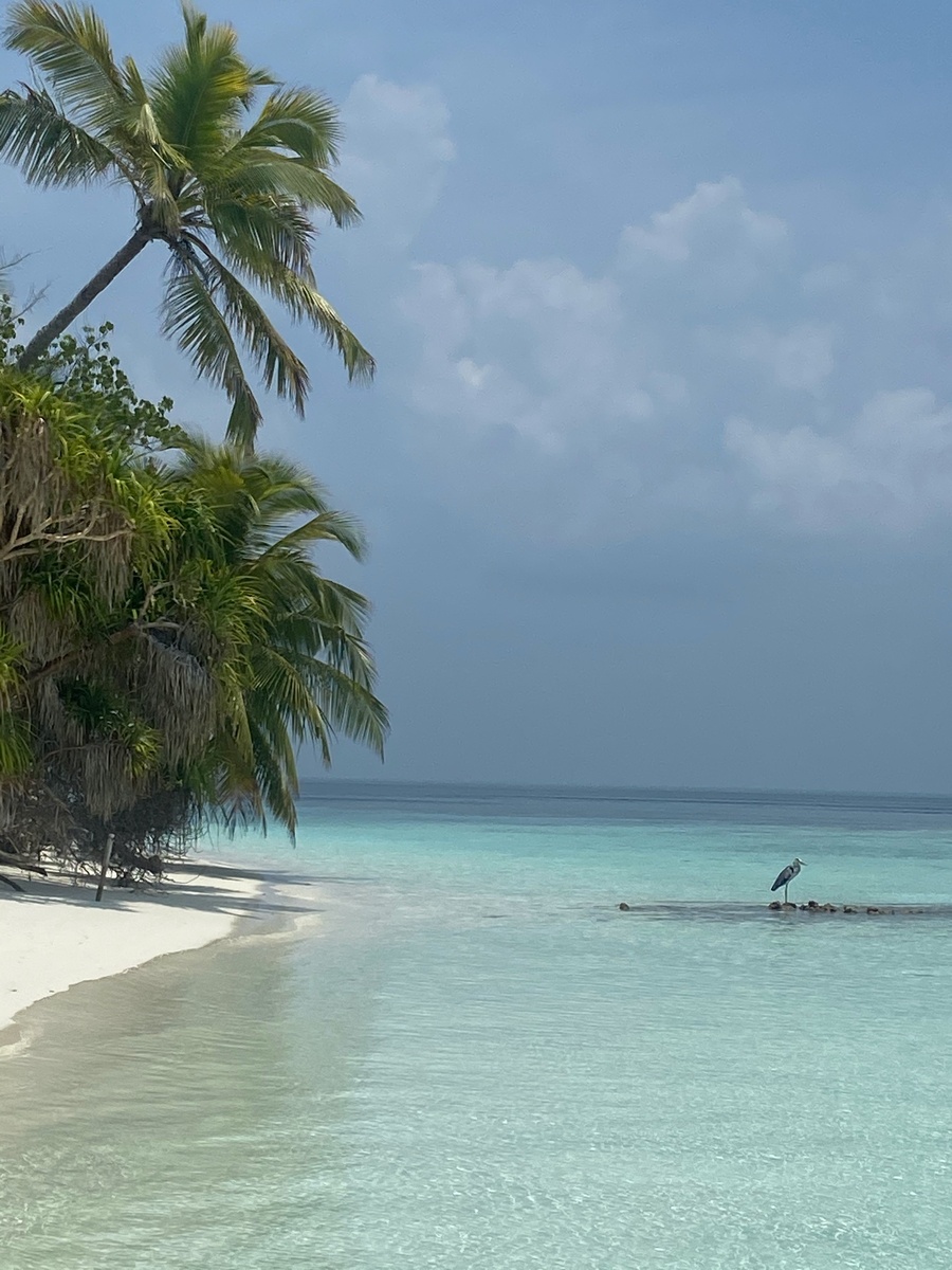 При приближении к острову нас встречает цапля