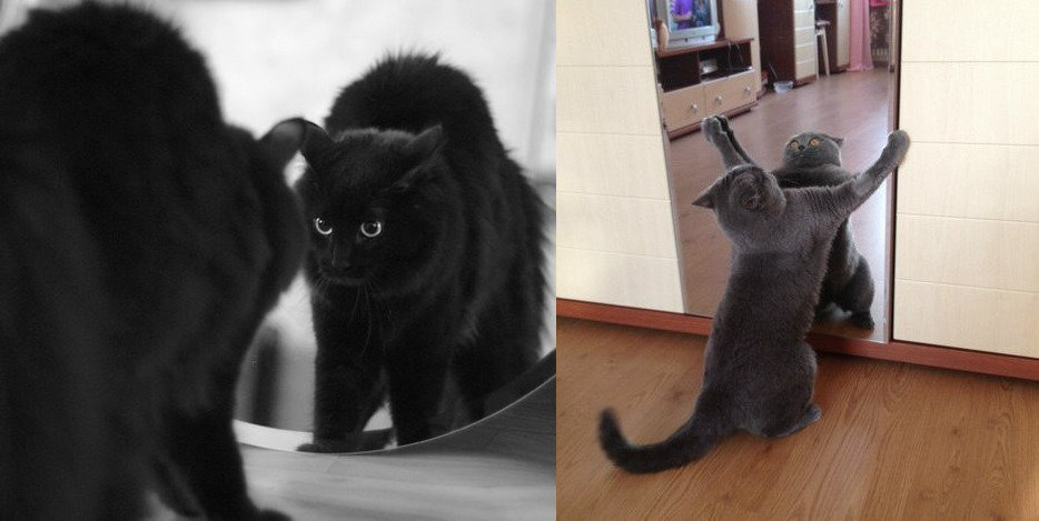 кот испугался собаки. котики смешные приколы. мама миа итальяно писуаро. взгляд кошек на мир. нервы ни к черту.