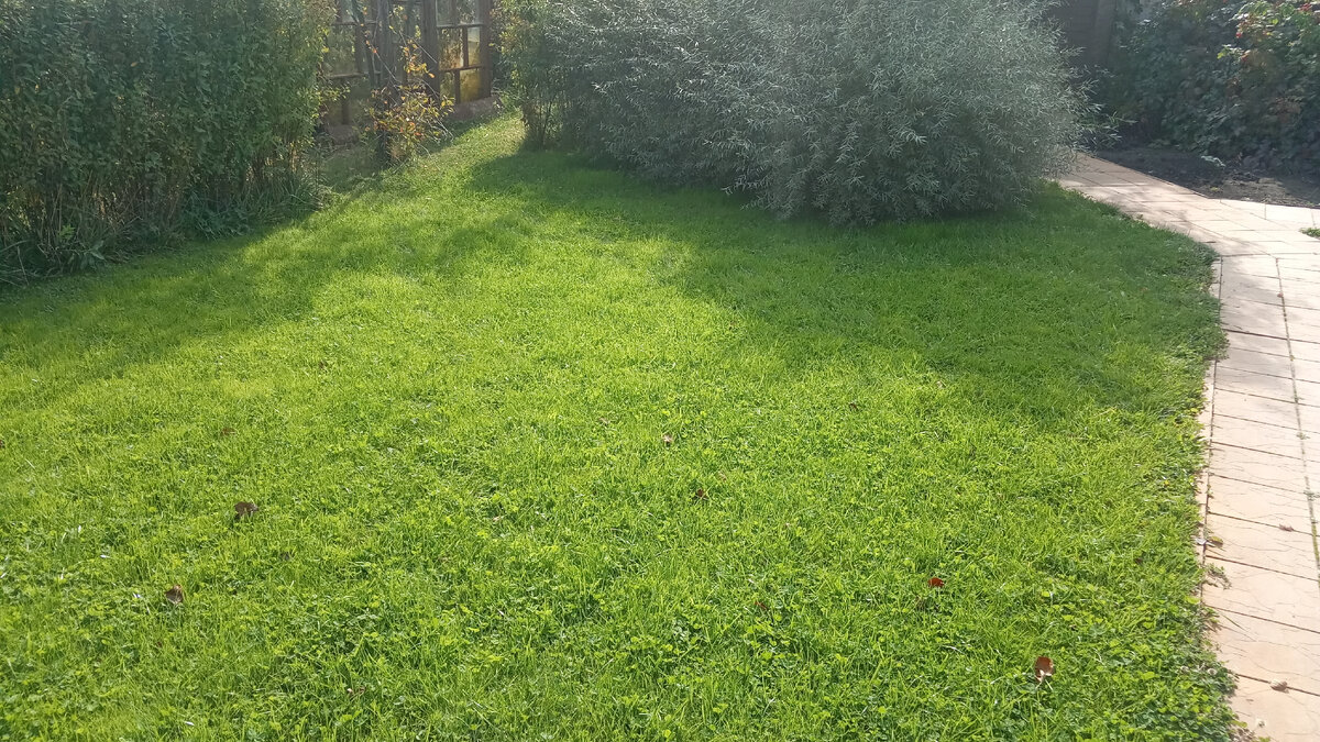 Газон с клевером белым.