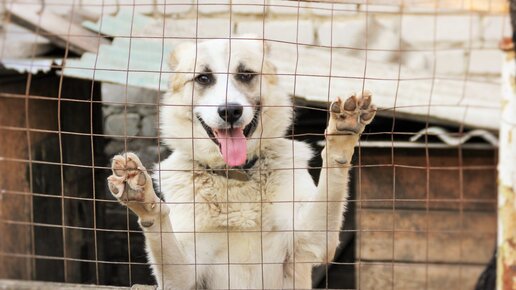 Объявление о поиске хозяина для собаки. Пушистый домосед елец. Елецкий приют для животных пушистый домосед. Кот домосед. Пушистый домосед елец.