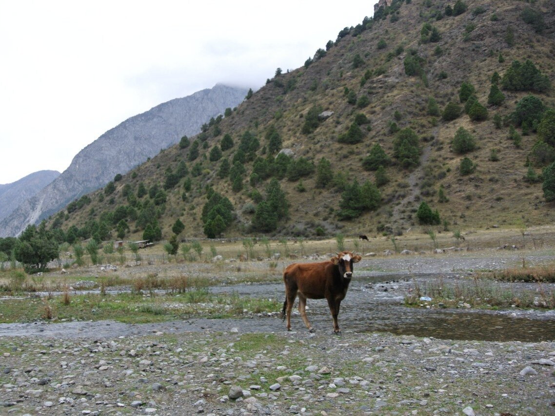 Где-то в горах Киргизии. Фото автора