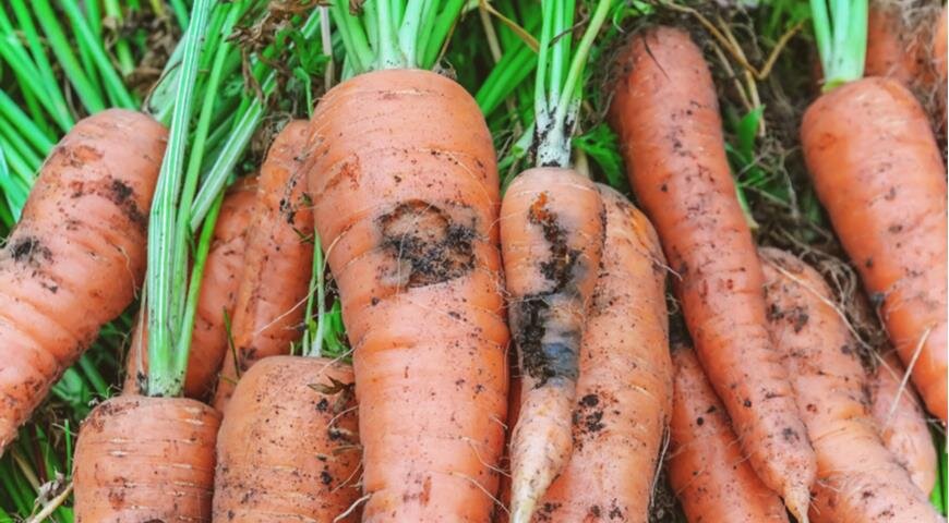 Что нужно сделать ранней весной для защиты от морковной мухи: топ-9 неотложных мер