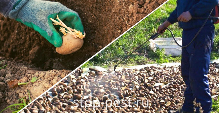Обработка картофеля перед посадкой, фото сайта https://stop-pest.ru