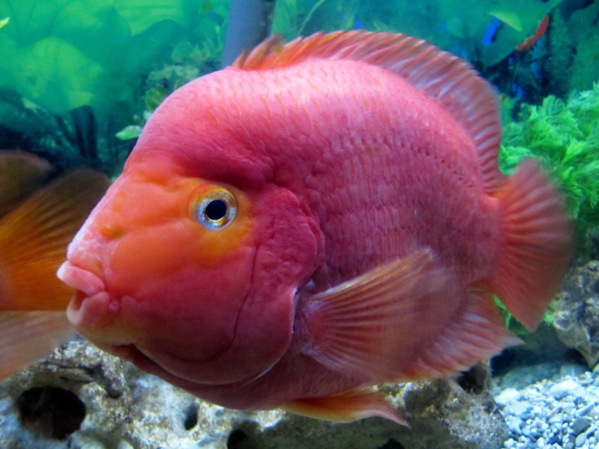 Вот так выглядит домашняя рыба-попугай. Это гибрид двух разных видов: цихлозомы радужной и цихлозомы цитроновой.