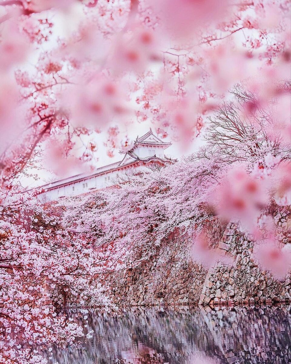Япония сакура ханами. Цветущая сакура в японии. Чидоригафучи токио. Праздник цветения вишни сакуры в японии. Ханами хорошем.