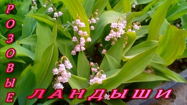 РОЗОВЫЕ ЛАНДЫШИ САДОВЫЕ - редкая красота в моем саду (Convallaria Rosea ...