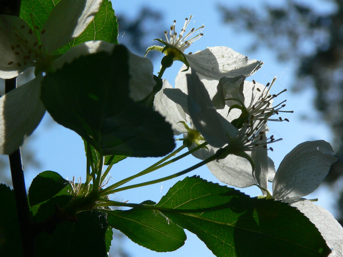 Panasonic Lumix DMC-FZ3. 122 мм, F5,6, 1/320 сек., 80ISO