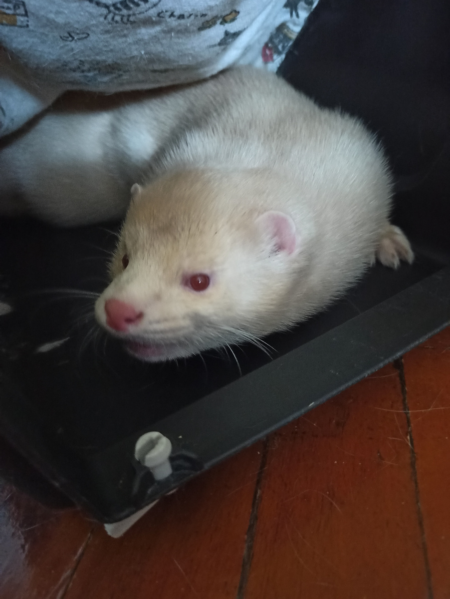 Ему очень не нравится, когда посягают на его территорию. Может даже укусить. С этим не церемонится.