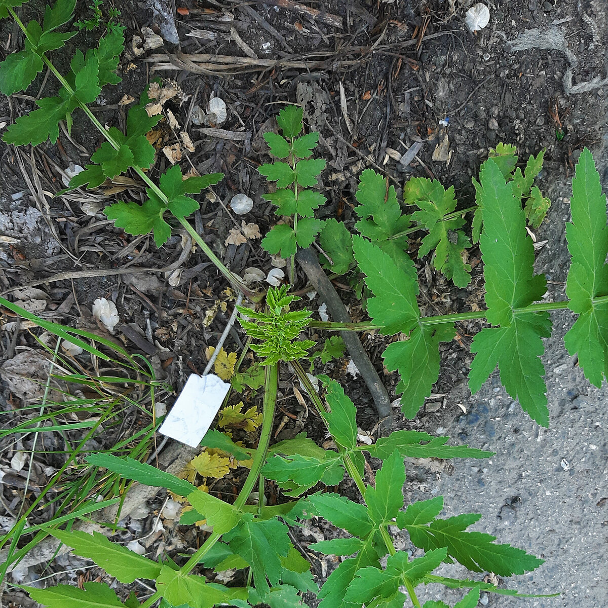 Пастернак чуть старше на той же остановке.