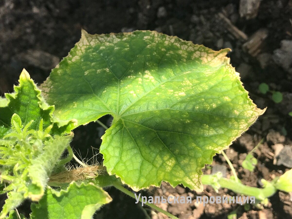 Происходит распространение процесса отмирания тканей листа