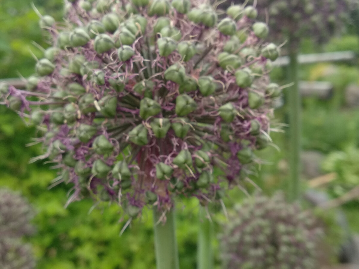 Шары-семенники обрезаю в начале июня после цветения. Фото автора