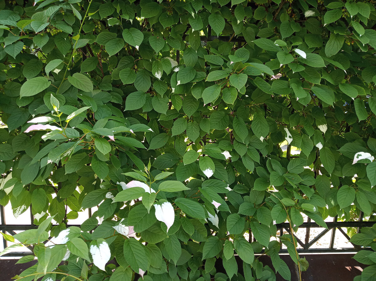 Актинидия коломикта сорт Сентябрьская фото июнь 2021