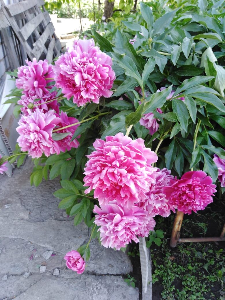 Сад. ПИоны. 2021 .  Фото автора.