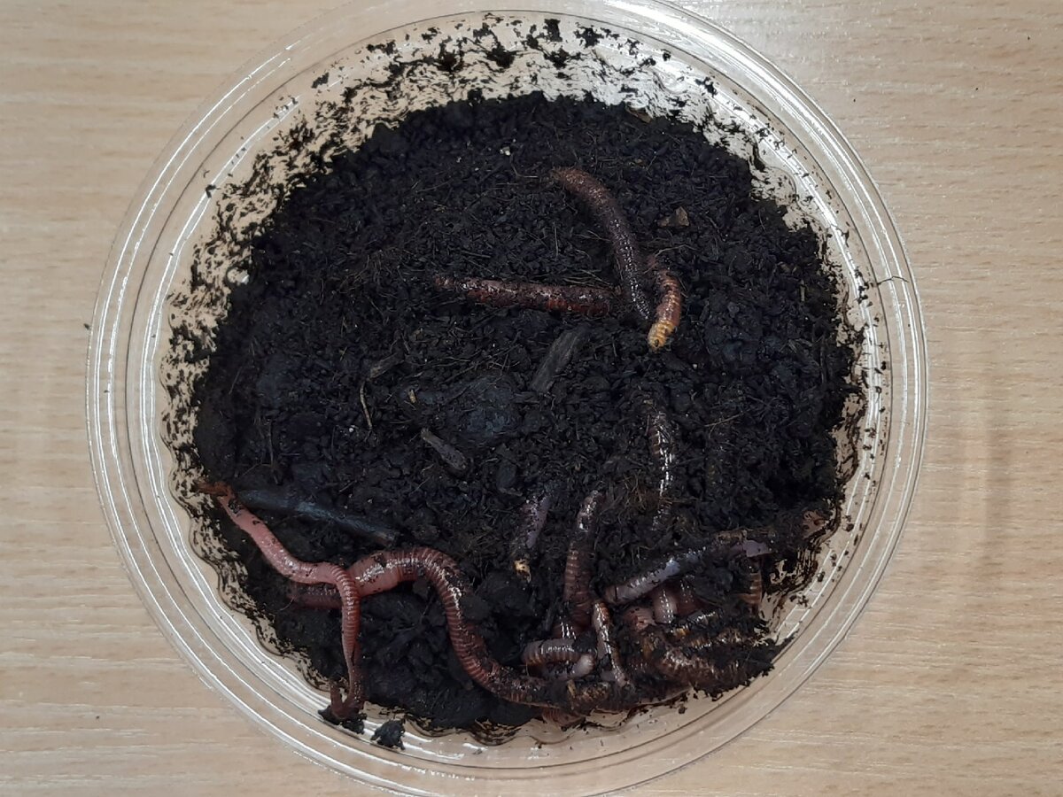 живая наживка, червь 