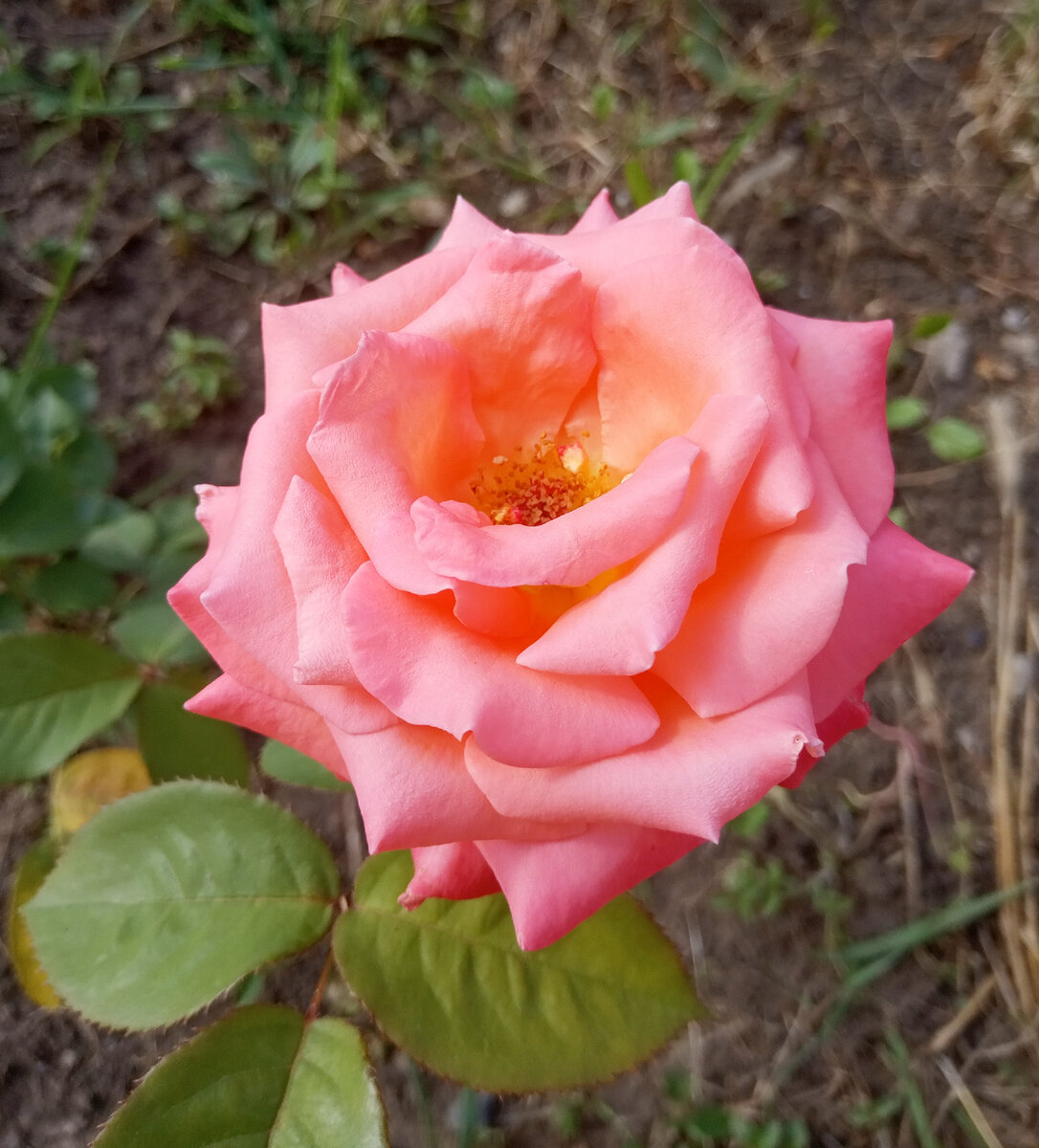 Фото автора. Моя первая роза.