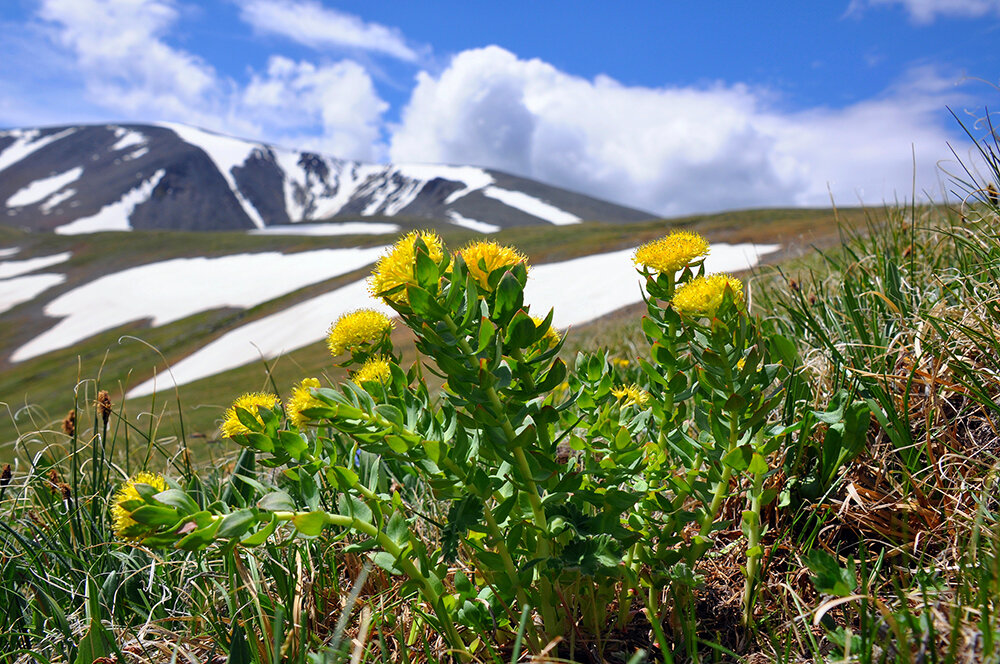 Родиола розовая,  фото Усанова С.