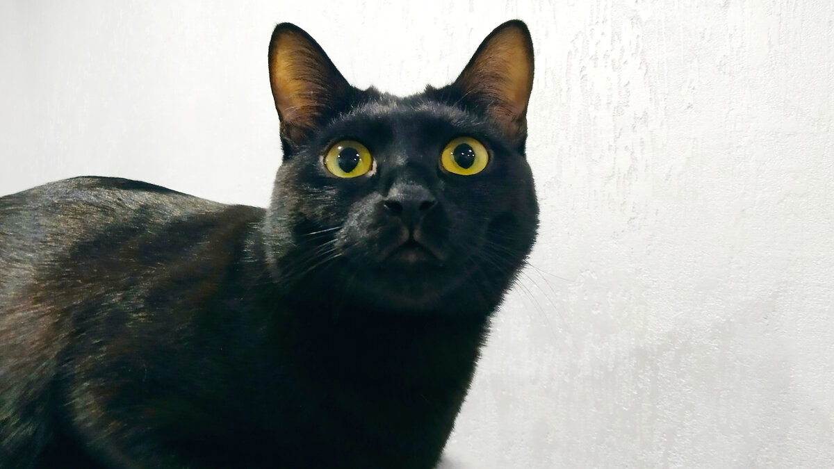 Кот Тихон.