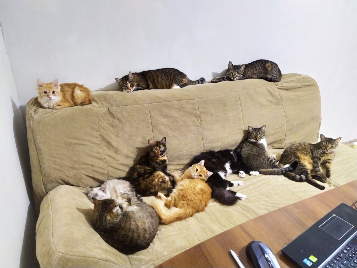 Часть моей кото-банды