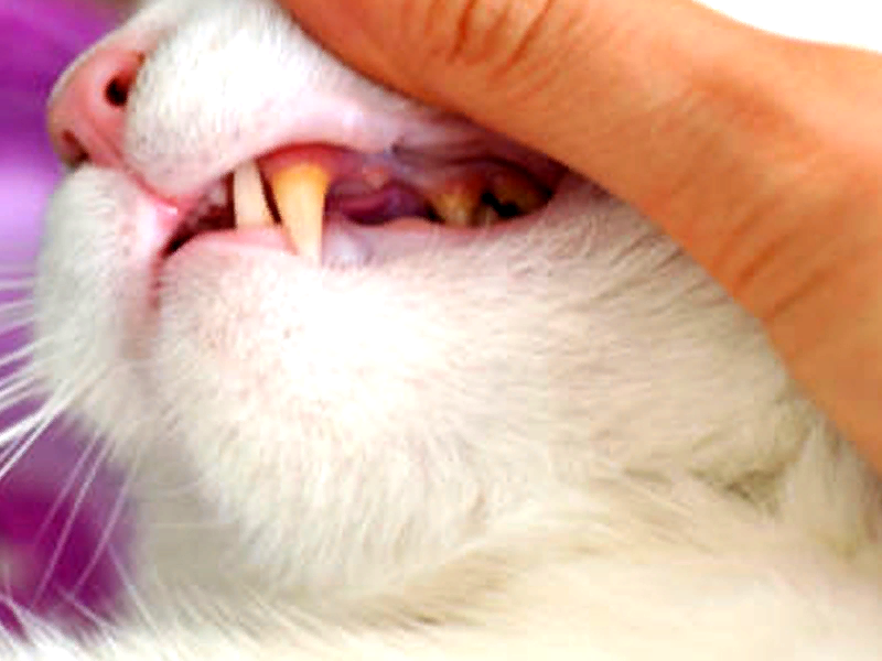 почему выпадают зубы у кошки