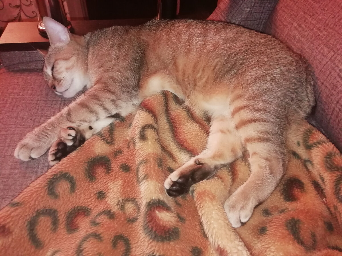 Не будите рысю