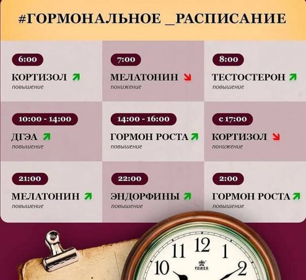 Гормональное расписание