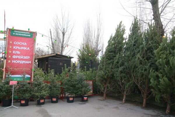 Источник фото: yug-les.ru