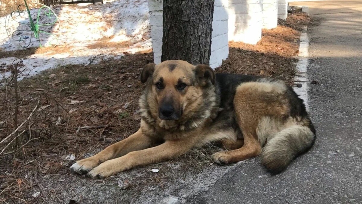     В Казани на содержание и регулирование численности бездомных животных в 2023 году направят 30,9 млн рублей. Соответствующая информация содержится в документации тендера на портале госзакупок.