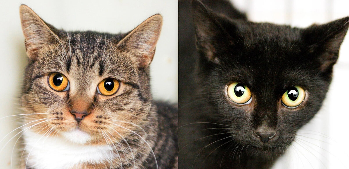 Амелфа и Флуик