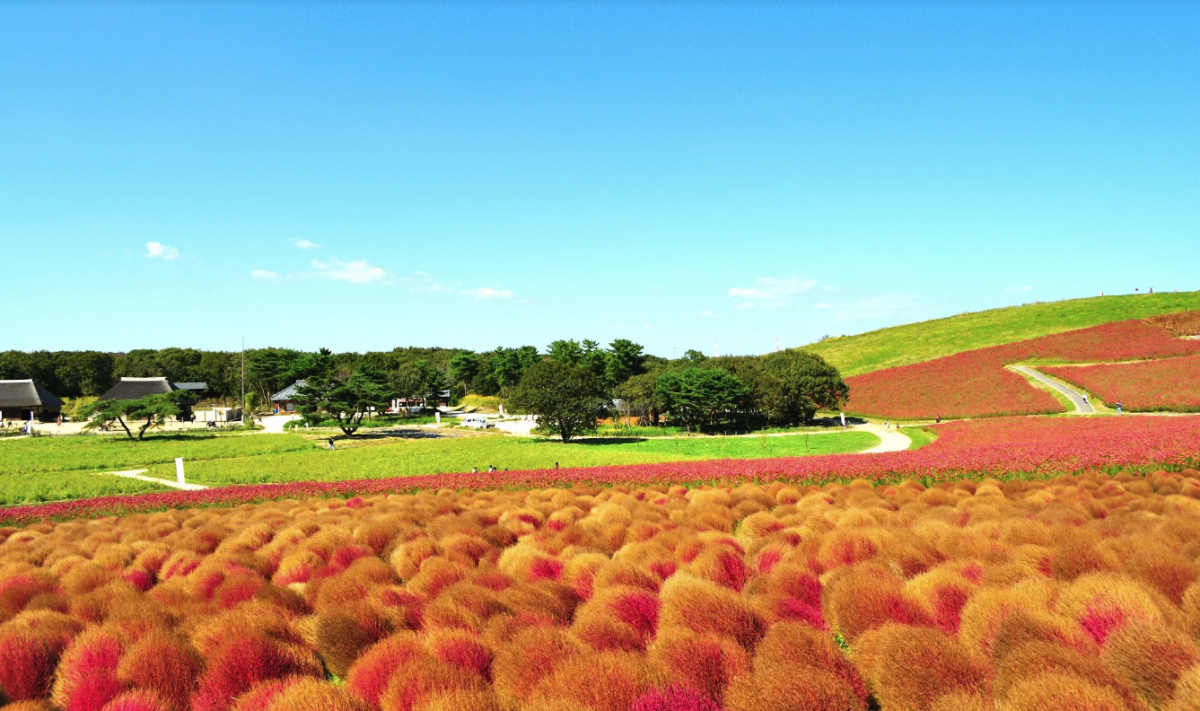 Ibaraki Kochia