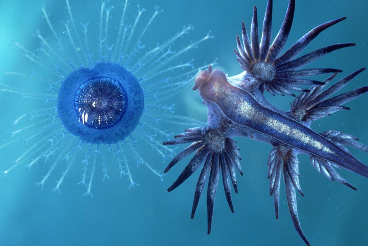 Голубой ангел (Glaucus Atlanticus)