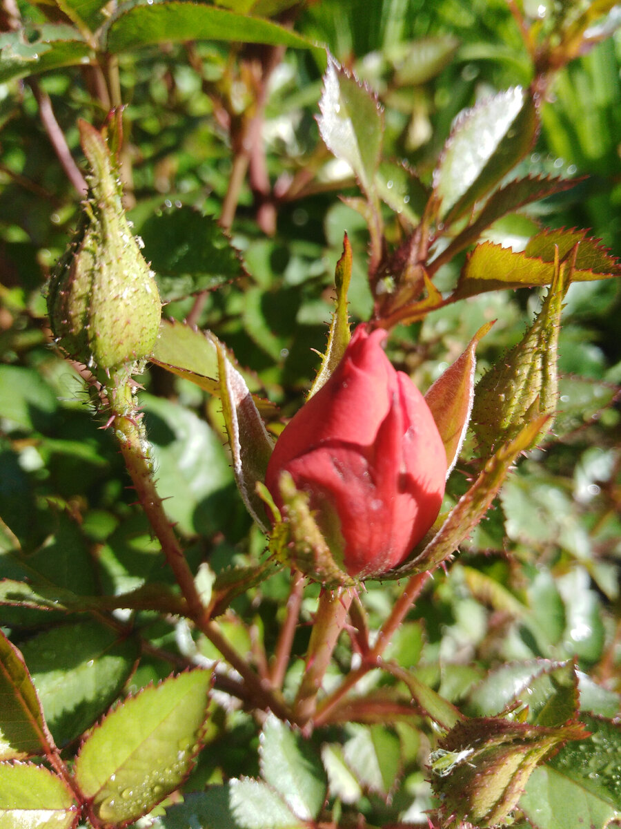 Начало цветения >>>