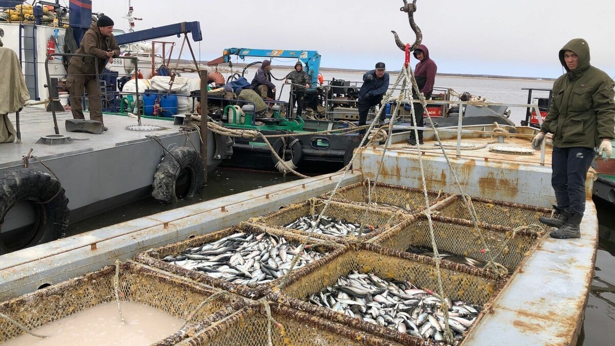     С начала этого года проведено 32 обследования рыбоперерабатывающих предприятий с целью включения их в реестр экспортеров.