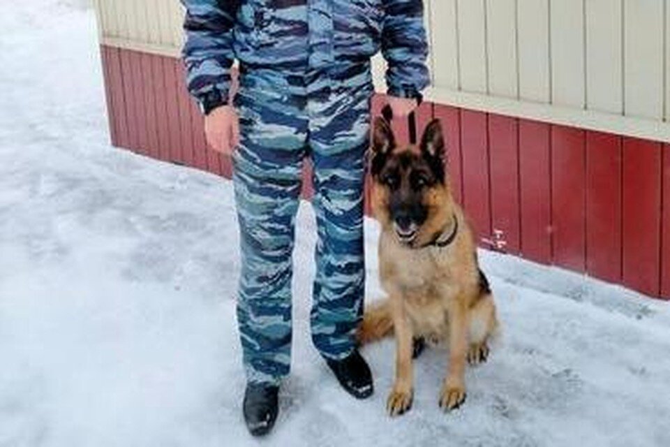     Пес Джек помог полицейским найти наркотики в машине  Пресс-служба УМВД Липецкой области.