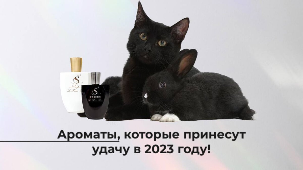 Год кота 2023